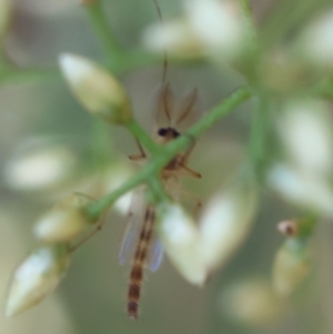 Chironomidae (family) at Hughes Grassy Woodland - 30 Jan 2024