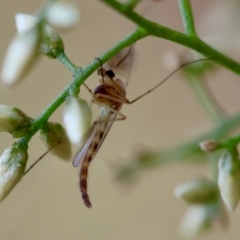 Chironomidae (family) at Hughes Grassy Woodland - 30 Jan 2024