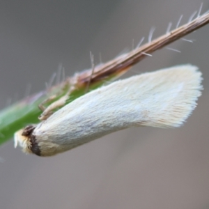 Oecophoridae (family) at GG154 - 30 Jan 2024