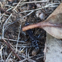 Turneromyia sp. (genus) at Red Hill to Yarralumla Creek - 30 Jan 2024