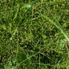 Alisma plantago-aquatica (Water Plantain) at Watson, ACT - 30 Jan 2024 by AniseStar