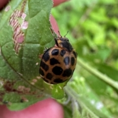 Harmonia conformis (Common Spotted Ladybird) at Kangaroo Valley, NSW - 30 Jan 2024 by lbradley