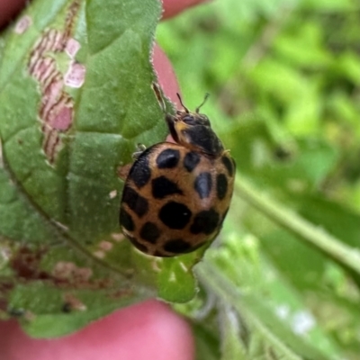 Harmonia conformis (Common Spotted Ladybird) at Kangaroo Valley, NSW - 30 Jan 2024 by lbradley