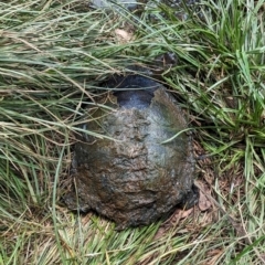 Chelodina longicollis (Eastern Long-necked Turtle) at Watson, ACT - 30 Jan 2024 by AniseStar