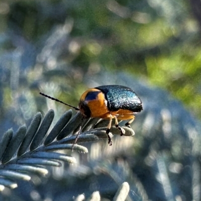 Aporocera (Aporocera) consors (A leaf beetle) at Pialligo, ACT - 30 Jan 2024 by Pirom