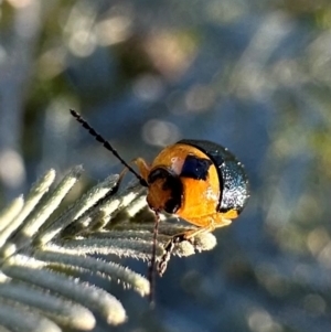 Aporocera (Aporocera) consors at Mount Ainslie - 30 Jan 2024