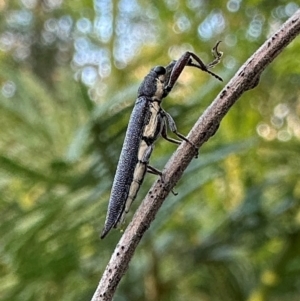 Rhinotia phoenicoptera at Mount Ainslie - 30 Jan 2024