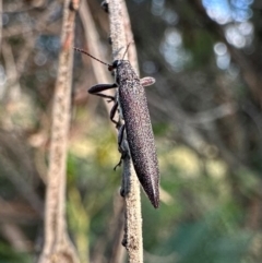 Rhinotia phoenicoptera at Mount Ainslie - 30 Jan 2024 06:30 PM