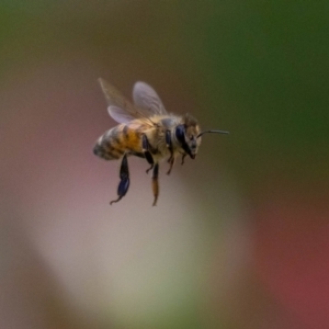 Apis mellifera at Aranda, ACT - 30 Jan 2024