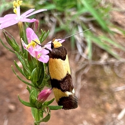 Chrysonoma fascialis (A concealer moth) at Pialligo, ACT - 20 Jan 2024 by Pirom