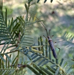 Rayieria acaciae (Acacia-spotting bug) at Mount Ainslie - 27 Jan 2024 by Pirom