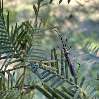 Rayieria acaciae (Acacia-spotting bug) at Mount Ainslie - 27 Jan 2024 by Pirom