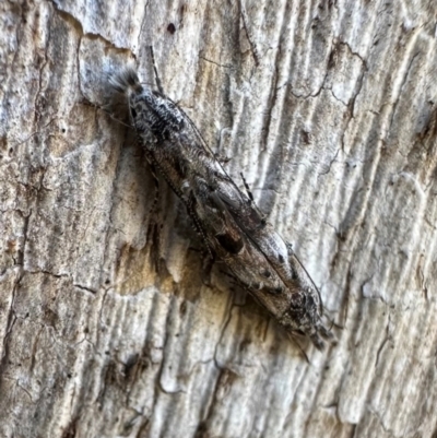 Leptozestis sp nr harmosta at Mount Ainslie - 27 Jan 2024 by Pirom