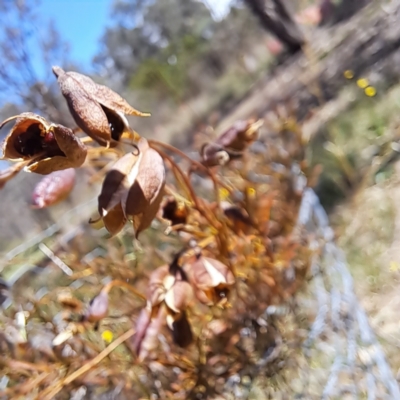 Cheiranthera linearis (Finger Flower) at Watson, ACT - 27 Jan 2024 by abread111