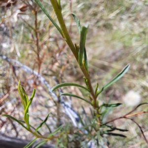 Cheiranthera linearis at Justice Robert Hope Reserve (JRH) - 27 Jan 2024 11:53 AM