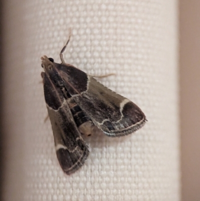 Pyralis farinalis (Meal Moth) at Holder, ACT - 30 Jan 2024 by Miranda