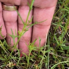 Haloragis heterophylla (Variable Raspwort) at Oakey Hill - 9 Jan 2024 by GregC