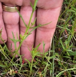 Haloragis heterophylla at Oakey Hill - 9 Jan 2024 12:32 PM