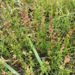 Haloragis heterophylla at Oakey Hill - 9 Jan 2024 12:32 PM