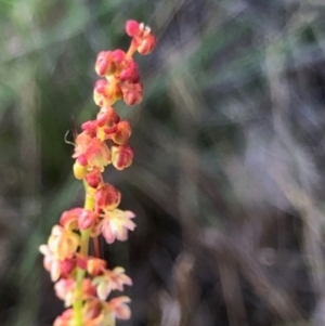 Gonocarpus tetragynus at Oakey Hill - 10 Jan 2024