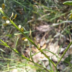 Lepidium africanum (Common Peppercress) at Justice Robert Hope Reserve (JRH) - 27 Jan 2024 by abread111