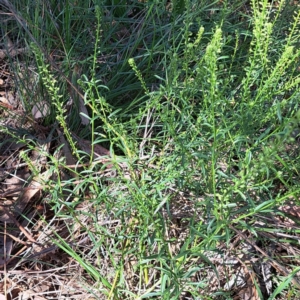 Lepidium africanum at Justice Robert Hope Reserve (JRH) - 27 Jan 2024