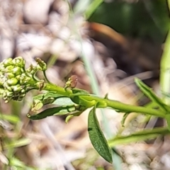 Lepidium africanum at Justice Robert Hope Reserve (JRH) - 27 Jan 2024