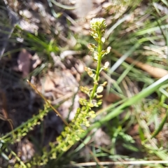 Lepidium africanum at Justice Robert Hope Reserve (JRH) - 27 Jan 2024