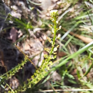 Lepidium africanum at Justice Robert Hope Reserve (JRH) - 27 Jan 2024