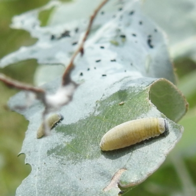 Paropsisterna m-fuscum (Eucalyptus Leaf Beetle) at Acton, ACT - 30 Jan 2024 by HelenCross