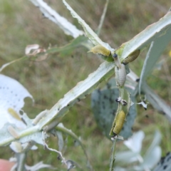 Paropsisterna m-fuscum at Black Mountain Peninsula (PEN) - 30 Jan 2024