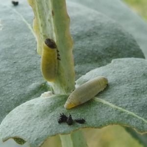 Paropsisterna m-fuscum at Black Mountain Peninsula (PEN) - 30 Jan 2024