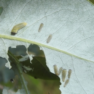 Paropsisterna m-fuscum at Black Mountain Peninsula (PEN) - 30 Jan 2024