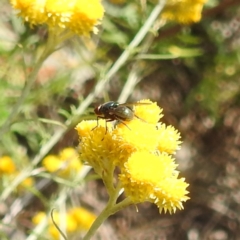 Diptera (order) (Fly - Unidentified) at Kambah, ACT - 30 Jan 2024 by HelenCross