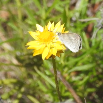 Zizina otis (Common Grass-Blue) at McQuoids Hill NR (MCQ) - 30 Jan 2024 by HelenCross