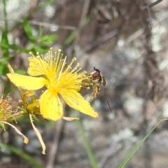 Syrphini (tribe) (Unidentified syrphine hover fly) at McQuoids Hill NR (MCQ) - 30 Jan 2024 by HelenCross