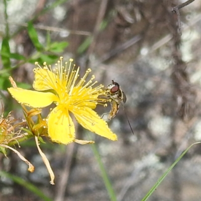 Syrphini (tribe) (Unidentified syrphine hover fly) at McQuoids Hill NR (MCQ) - 30 Jan 2024 by HelenCross