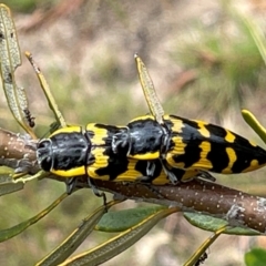 Cyrioides imperialis (Banksia jewel beetle) at Tidbinbilla Nature Reserve - 1 Jan 2021 by ajlandford