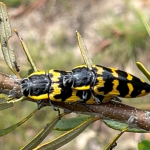 Cyrioides imperialis at Tidbinbilla Nature Reserve - 1 Jan 2021