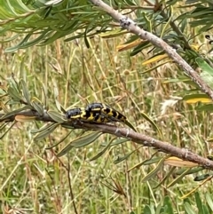 Cyrioides imperialis at Tidbinbilla Nature Reserve - 1 Jan 2021