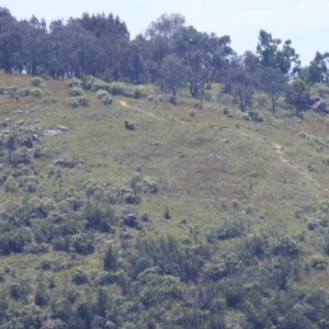 Hypericum perforatum at Cooleman Ridge - 30 Jan 2024