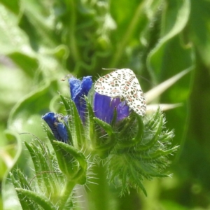 Utetheisa pulchelloides at McQuoids Hill - 30 Jan 2024