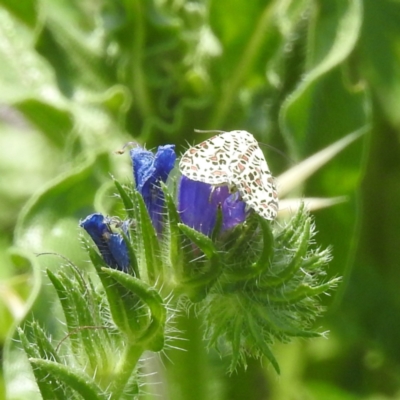 Utetheisa pulchelloides (Heliotrope Moth) at McQuoids Hill - 30 Jan 2024 by HelenCross