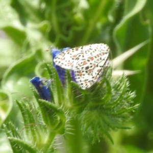 Utetheisa pulchelloides at McQuoids Hill - 30 Jan 2024 01:08 PM