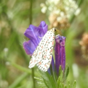 Utetheisa pulchelloides at McQuoids Hill - 30 Jan 2024