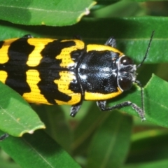 Cyrioides imperialis (Banksia jewel beetle) at Rendezvous Creek, ACT - 30 Jan 2024 by Harrisi