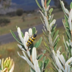 Cyrioides imperialis at Namadgi National Park - 30 Jan 2024