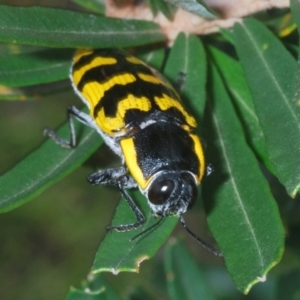 Cyrioides imperialis at Namadgi National Park - 30 Jan 2024