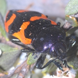 Castiarina bremei at Booth, ACT - 30 Jan 2024 11:33 PM