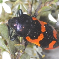 Castiarina bremei at Booth, ACT - 30 Jan 2024 11:33 PM